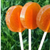 Honey Lollipop Favours With Ribbon