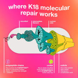 Where K18 molecular repair works