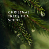 Christmas Trees In A Scent