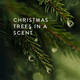 Christmas Trees in a Scent