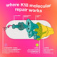 Where K18 molecular repair works