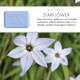 Details of Pre de Provence Starflower