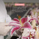Close-up of Lily perfume bottle showcasing refined craftsmanship and luxury detailing