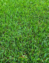 Select Tall Fescue