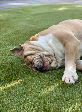 Dog on turf