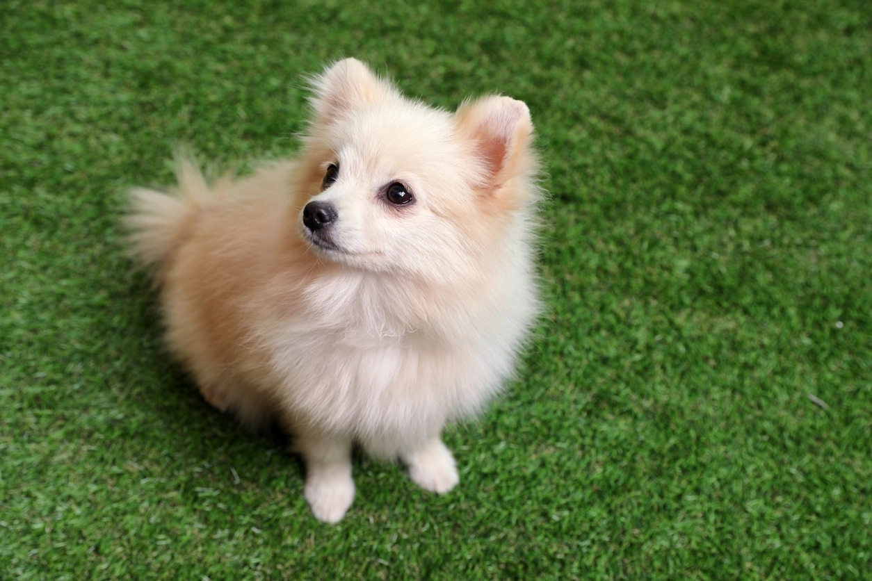 Defend Against Your Pet’s Digging with Artificial Grass The Synthetic