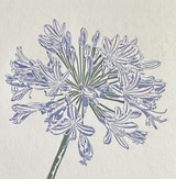 agapanthus art greeting card