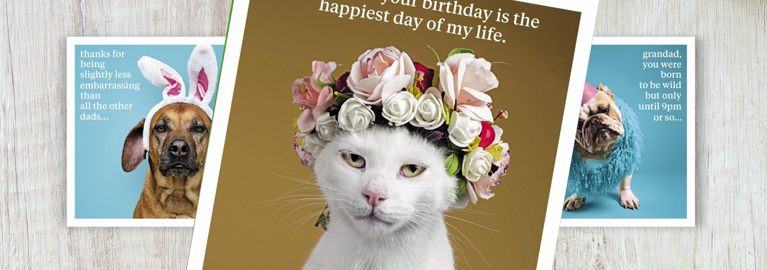 quirky, cool and funny animal photographic greeting cards