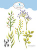 Elizabeth Craft Designs Dies - Greenery Fillers 1 Elizabeth Craft Designs Dies - Greenery Fillers 1