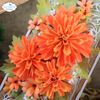 Elizabeth Craft Designs Paper Flowers Dies - Florals 31 Elizabeth Craft Designs Paper Flowers Dies - Florals 31