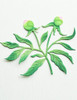 Memory Box Dies - Peony Bud Trio Memory Box Dies - Peony Bud Trio