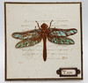 IndigoBlu Cling Rubber Stamps - Giant Dragonfly