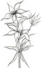 Emerald Creek Providence Florals Cling Mount Stamps - Prairie Lily