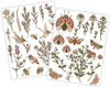 Craft Consortium Premium Rub-on Transfers Set - Vintage Summer