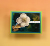Paper Favourites Die Cuts, 26pcs - Cozy Coffee & Sweets Treats