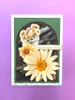 Paper Favourites YT#680 3 Pack "I Want It All" Bundle #3 - Daisies, Leaves, & Textures