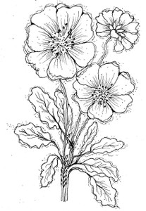 Emerald Creek Providence Florals Cling Mount Stamps - Mountain Avens