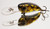 Eddy Lures 50mm Mini Buster "Gold Candy"