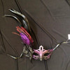 women's feather mask purple