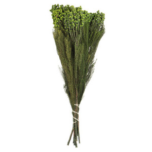 Vickerman 12-15" Green Lanuginosa 5-6 oz Bundle Preserved