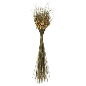 Vickerman 26" Natural Tulip Star 16oz (4 -4oz Bundles) Dried