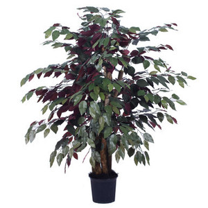 Vickerman 4' Artificial Capensia Extra Full Bush Black Plastic Pot