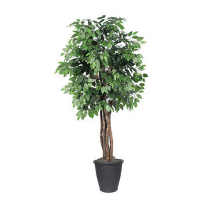 Vickerman 6' Artificial Ficus Executive Tree Gray Round Plastic Container