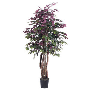 Vickerman 6' Artificial Capensia Executive Black Plastic Pot