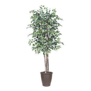 Vickerman 6' Artificial Variegated Ficus Deluxe Tree Brown Round Plastic Container
