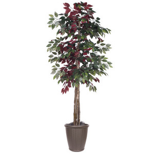Vickerman 6' Artificial Capensia Deluxe Tree Brown Round Plastic Container
