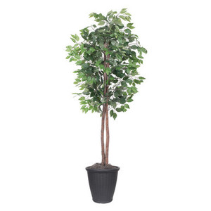 Vickerman 6' Artificial Ficus Tree Gray Round Plastic Container
