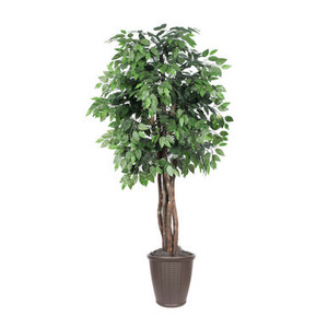 Vickerman 6' Artificial Ficus Executive Tree Brown Round Plastic Container