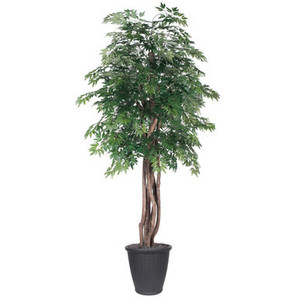 Vickerman 6' Artificial Ming Aralia Executive Tree Gray Round Plastic Container
