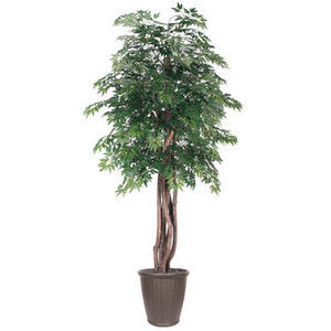 Vickerman 6' Artificial Ming Aralia Executive Tree Brown Round Plastic Container
