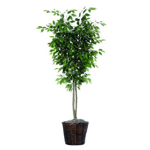  Vickerman TDX0160 6ft Artificial Ficus Tree in Pot