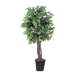 Vickerman TEX0160 6ft Artificial Ficus Tree in Pot