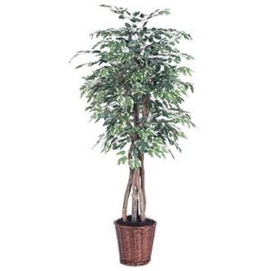 Vickerman TEX0260 6ft Variegated Artificial Ficus Tree in Pot