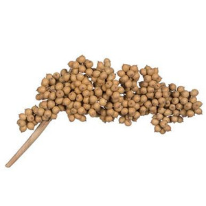 Vickerman Natural Botanicals 6"-8" Canella Natural 25 Pcs/Pack