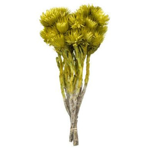Vickerman 13-14" Basil Everlasting Flowers approximately 23 blooms Dried