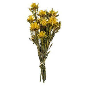 Vickerman 8-20" Yellow Plumosum Female - prsvd 8 heads
