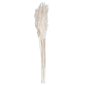 Vickerman 36" Bleached Plume Reed Bundle (15-20 stems) Preserved