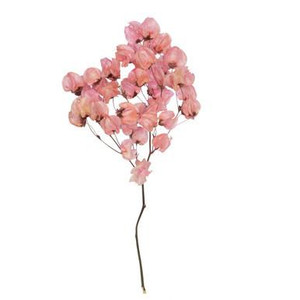 Vickerman 13.5-17" Pink Dried Cara Blossom Bundle Preserved