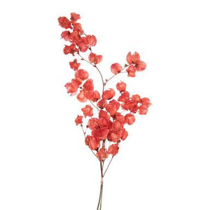 Vickerman 13.5-17" Red Dried Cara Blossom Bundle Preserved