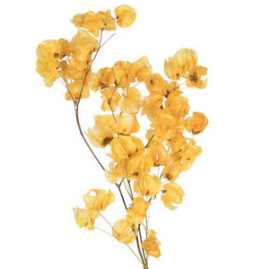 Vickerman 13.5-17" Aspen Gold Dried Cara Blossom Bundle Preserved
