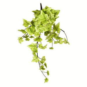  Vickerman 18" Artificial Light Green Ivy Hanging Bush Set of 3 