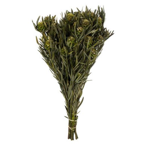 Vickerman 12" Green Salignum Female 7 oz Bundle Preserved