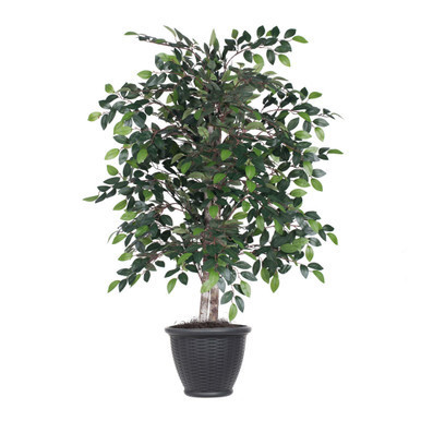 Vickerman 4' Artificial Mini Ficus Bush Gray Round Plastic Container