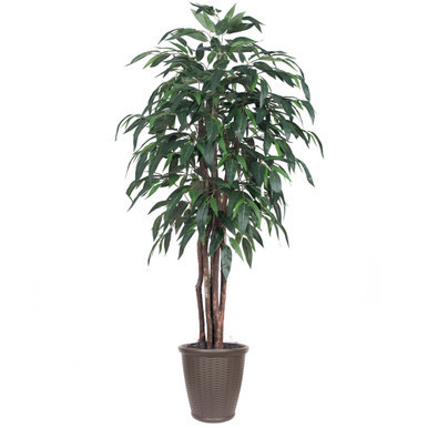 Vickerman 6' Artificial Mango Executive Tree Brown Round Plastic Container
