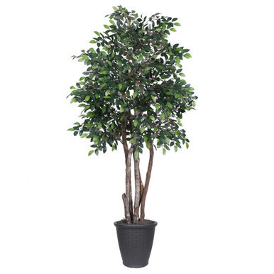 Vickerman 6' Artificial Mini Ficus Executive Tree Gray Round Plastic Container