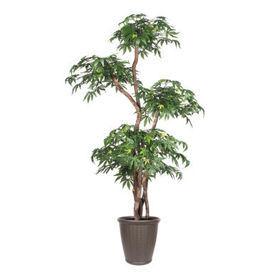 Vickerman 6' Artificial Multi Level Japanese Maple Tree Brown Round Plastic Container